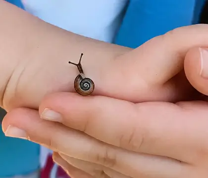Kind hält vorsichtig eine kleine Schnecke auf der Hand.